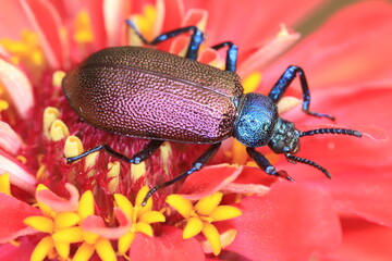 bug on a flower