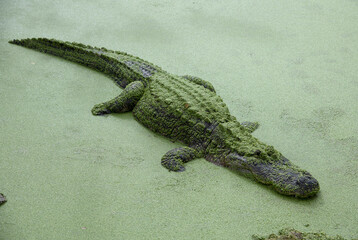 The green swamps of Florida with its flora and fauna