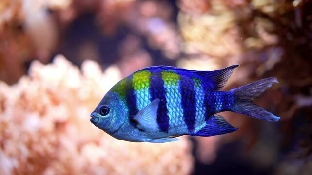 Amazing blue striped Abudefduf saxatilis - Sergeant-major fish swimming underwater on coral reefs background. Tropical sea bottom. Colorful nature calming background.