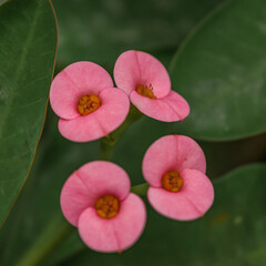 Beautiful euphorbia flowers close up