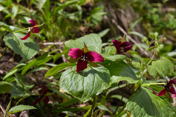 Obraz na płótnie Canvas A red trillium blooming on the forest floor in spring. 