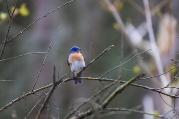 Eastern Bluebird perched in a small tree