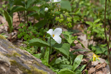 A white trillium blooming on the forest floor in spring. 
