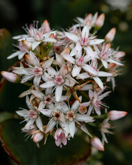 Beautiful tiny white flowers close up
