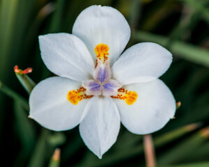 Beautiful white flower close up