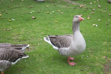 Pato modelando