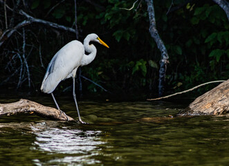 white water crane or egret walking on branch with reflection in water and nature background