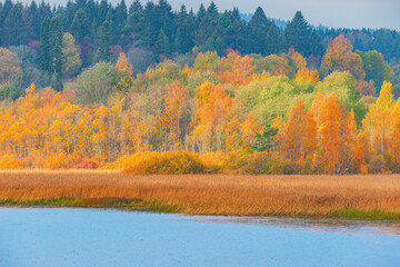 Autumn forest view by the lake. Republic of Karelia.