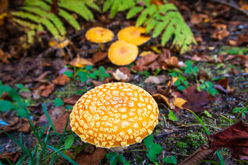 A vibrant little mushroom with its peers in the background.  - 463936640