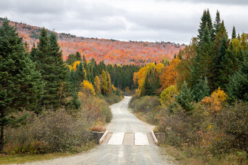 A winding road leads to an amazing display of foliage. - 463936652