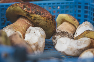 Porcini boletus mushrooms for sale in city market