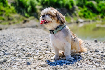 shih tzu dog sits near a lake on a hot day