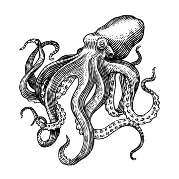recommend clip art: Sea octopus. Engraved hand drawn in old sketch, vintage creature. Nautical or marine, monster. Animal in the ocean. Template for logos, labels and emblems.