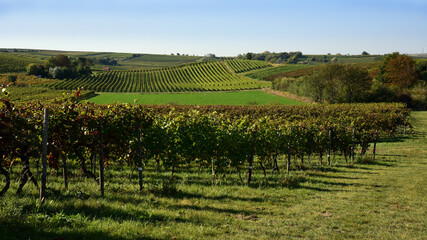 Fototapeta na wymiar Vineyard landscape near the village of Saulheim, in the wine growing region of Rhineland Palatinate, Germany. 