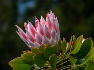 Pink Protea