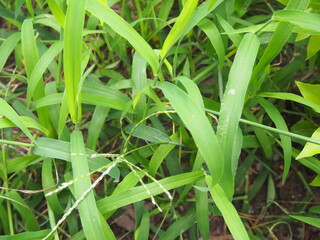 Obraz premium OLYMPUS DIGITAL CAMERA