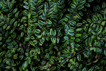 Flat image over lonicera nitida also known as honeysuckle. Green image filled with green plant...
