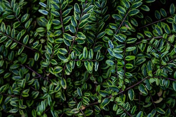 Flat image over lonicera nitida also known as honeysuckle. Green image filled with green plant leaves over whole image. Green bush plant with yellow green leaves.