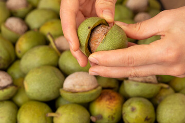 Hands openning newly collected fresh walnuts gathered together.