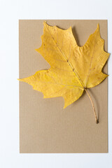 yellow maple leaf on beige paper
