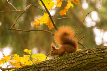 red squirrel sitting on the tree © Paulina