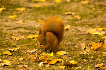 Naklejka na ściany i meble red squirrel eating food on green grass among autumn leaves