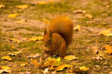 red squirrel eating food on green grass among autumn leaves © Paulina