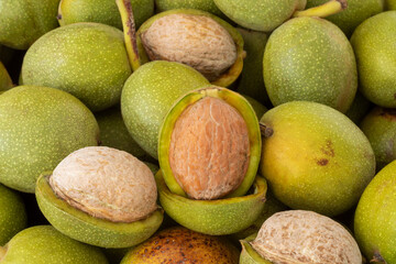 Newly collected fresh walnuts gathered together.