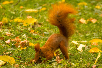 red squirrel looking for food in green grass among autumn leaves © Paulina