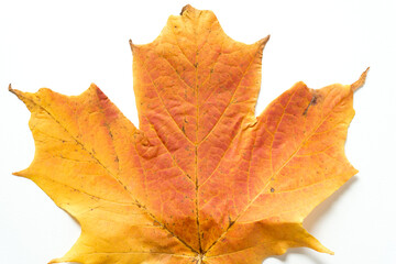 maple leaf