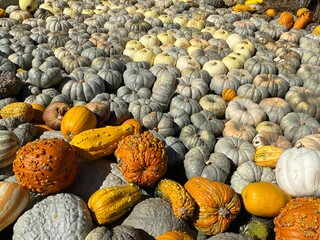 pile of pumpkins