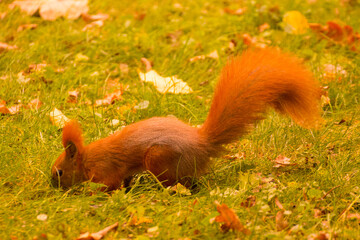 red squirrel looking for food in green grass among autumn leaves © Paulina