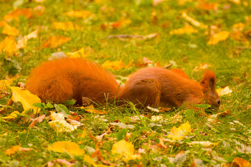red squirrel looking for food in green grass among autumn leaves © Paulina