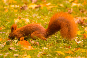 red squirrel looking for food in green grass among autumn leaves © Paulina