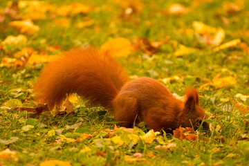 red squirrel looking for food in green grass among autumn leaves © Paulina