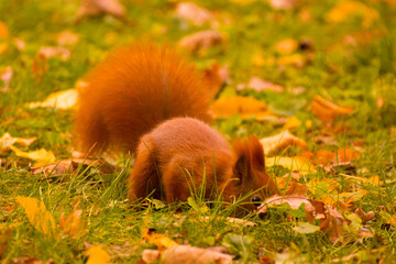 red squirrel looking for food in green grass among autumn leaves © Paulina