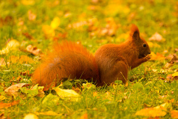 red squirrel eating food on green grass among autumn leaves © Paulina