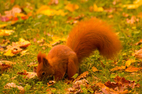 red squirrel looking for food in green grass among autumn leaves