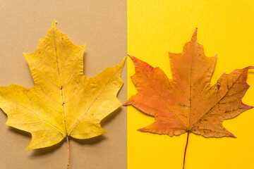 autumn leaves on a paper surface