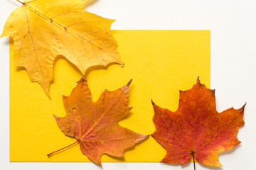 autumn leaves isolated on yellow and white paper