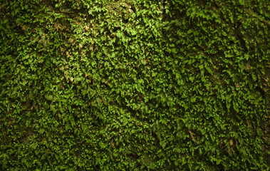 Natural moss texture
