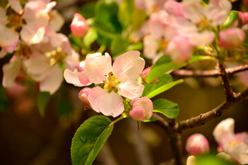 apple tree, apple tree in bloom. apple tree, with blooming flowers