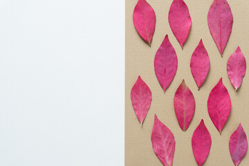 autumn leaves arranged on paper with white space