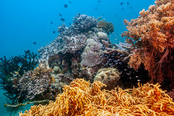 Plakat Coral reef South Pacific