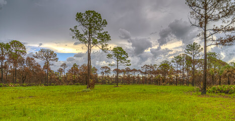 Everglades in Southern Florida