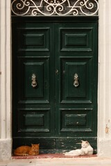 Cat living in L-Imdina, Malta