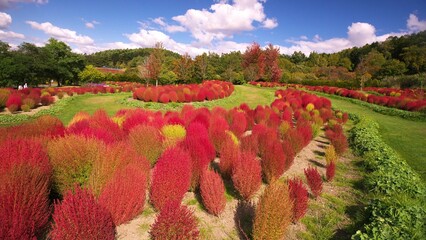 赤く色づいたコキア