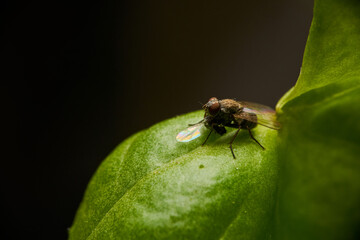 Mosca de la fruta comiendo otro insecto macro