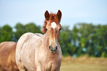 Portrait of a roan foal of the Novoolexandrian Draught breed on a pasture and looking at the camera