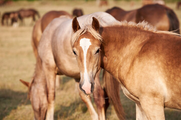 Obraz premium Portrait of a light-bay draft horse with a white stripe grazing in the meadow and looking at the camera